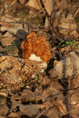 Gyromitra gigas