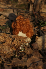 Gyromitra gigas