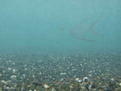 Trachinotus rhodopus