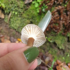 Lactifluus wirrabara