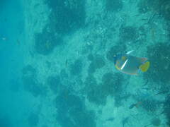 Holacanthus passer