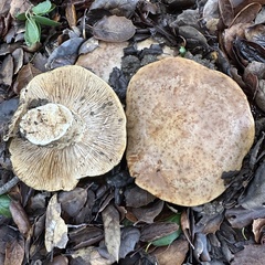 Lactarius