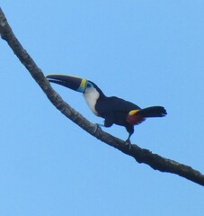 Ramphastos tucanus