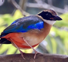 Pitta moluccensis