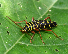 Placosternus erythropus