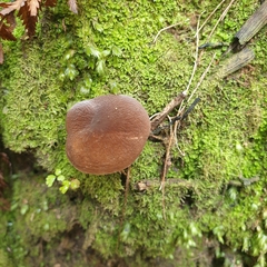 Lactifluus wirrabara