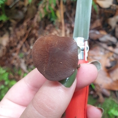 Lactifluus wirrabara