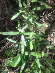 Parsonsia capsularis