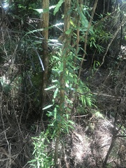 Parsonsia capsularis