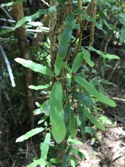 Parsonsia capsularis