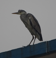 Ardea cinerea