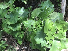 Brachyglottis repanda