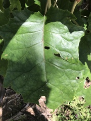 Brachyglottis repanda