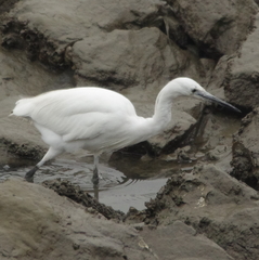 Egretta garzetta