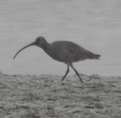 Numenius madagascariensis