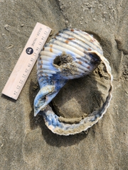 Tonna tankervillii