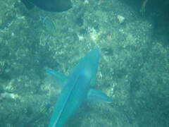 Thalassoma lucasanum