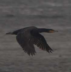 Phalacrocorax carbo
