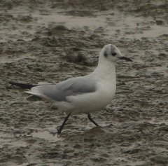 Chroicocephalus ridibundus