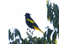 Cassiculus melanicterus