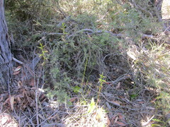 Cryptostylis ovata