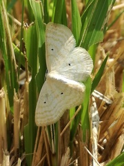 Scopula immutata