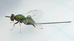 Torymidae