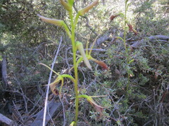 Cryptostylis ovata