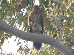 Parabuteo unicinctus