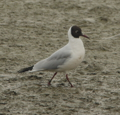 Chroicocephalus ridibundus