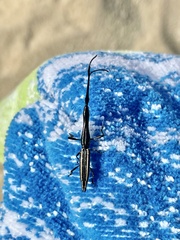 Brentus anchorago