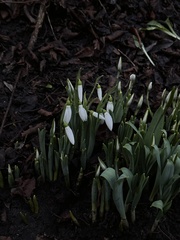 Galanthus elwesii