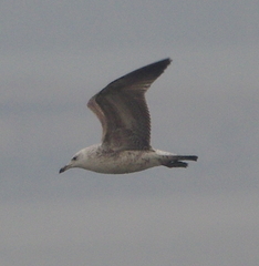 Larus