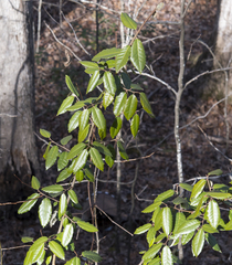Elaeagnus pungens