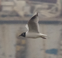 Saundersilarus saundersi