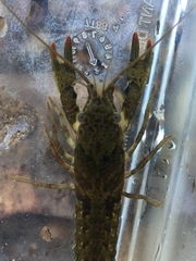 Faxonius alabamensis