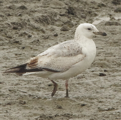 Larus