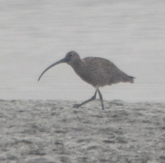 Numenius madagascariensis