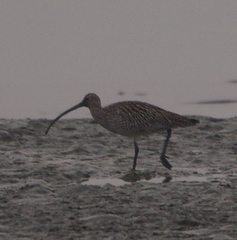 Numenius madagascariensis