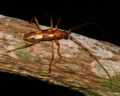 Eburodacrys sulphureosignata