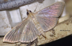 Poliobotys ablactalis