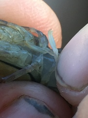 Faxonius alabamensis