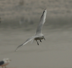 Saundersilarus saundersi