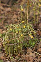 Tussilago farfara