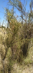 Prosopidastrum angusticarpum