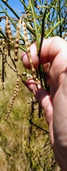 Prosopidastrum angusticarpum