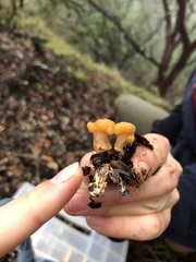 Cudonia spathulata