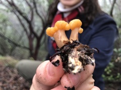 Cudonia spathulata