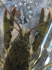 Faxonius alabamensis