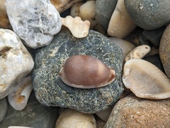 Purpuradusta gracilis